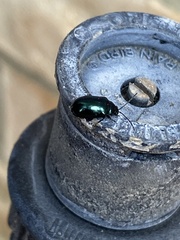Gastrophysa cyanea