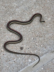 Thamnophis proximus rubrilineatus