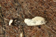 Trichophaga tapetzella