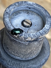 Gastrophysa cyanea
