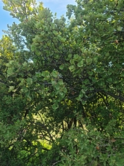 Dombeya rotundifolia