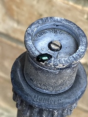 Gastrophysa cyanea