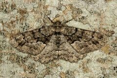 Peribatodes ilicaria