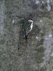 Amphipsalta zelandica