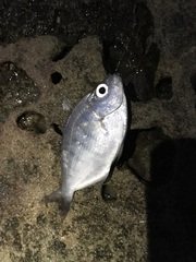 Hyperprosopon argenteum