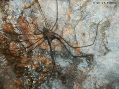 Goniosoma roridum