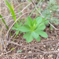 Euphorbia spathulata