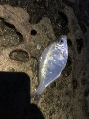 Hyperprosopon argenteum