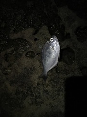 Hyperprosopon argenteum