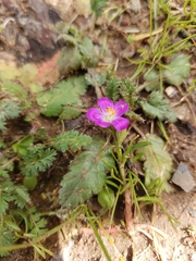 Calandrinia menziesii