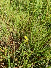 Eurema brigitta