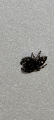Phidippus audax