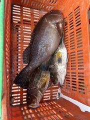 Epinephelidae