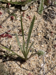Plantago erecta