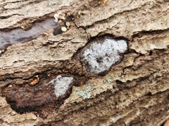 Biscogniauxia atropunctata