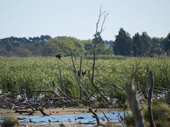 Phalacrocorax sulcirostris