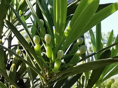 Podocarpus lambertii