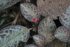 Episcia cupreata