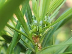 Podocarpus lambertii