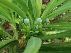 Podocarpus lambertii