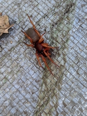 Dysdera crocata