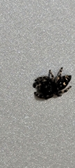 Phidippus audax