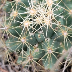 Coryphantha sulcata
