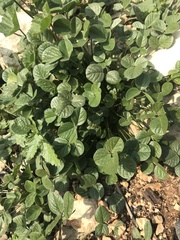 Bituminaria bituminosa