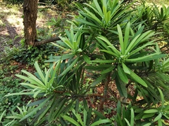 Podocarpus lambertii