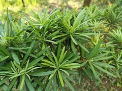 Podocarpus lambertii