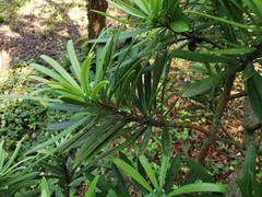 Podocarpus lambertii