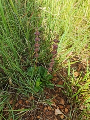 Ajuga ophrydis