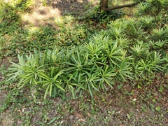 Podocarpus lambertii