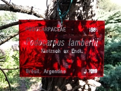 Podocarpus lambertii