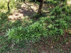 Podocarpus lambertii