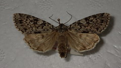 Xestia speciosa