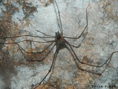 Goniosoma roridum