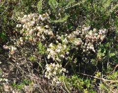 Erica orientalis