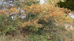 Pyracantha fortuneana