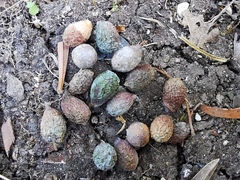 Podocarpus lambertii