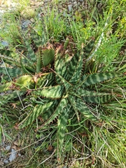Aloe greatheadii davyana