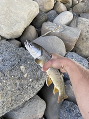 Salvelinus confluentus