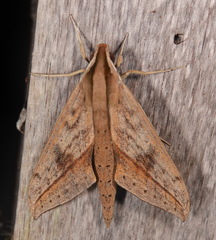 Xylophanes anubus