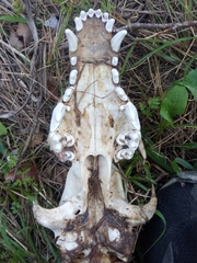 Canis aureus syriacus