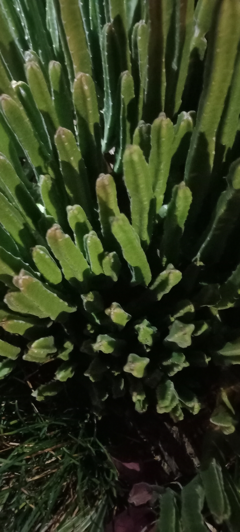 Stapelia leendertziae f. cristata 2