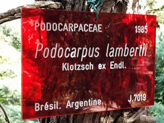 Podocarpus lambertii