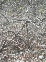 Ungnadia speciosa