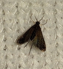 Elophila tinealis