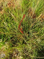 Crassula capitella nodulosa
