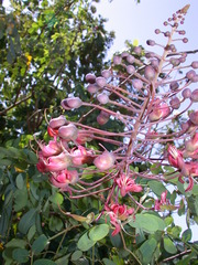 Mezoneuron kavaiense